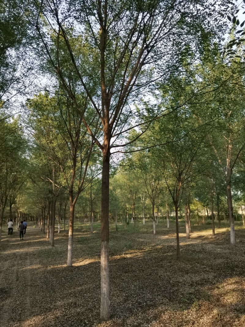 山东国槐，速生国槐种植销售
