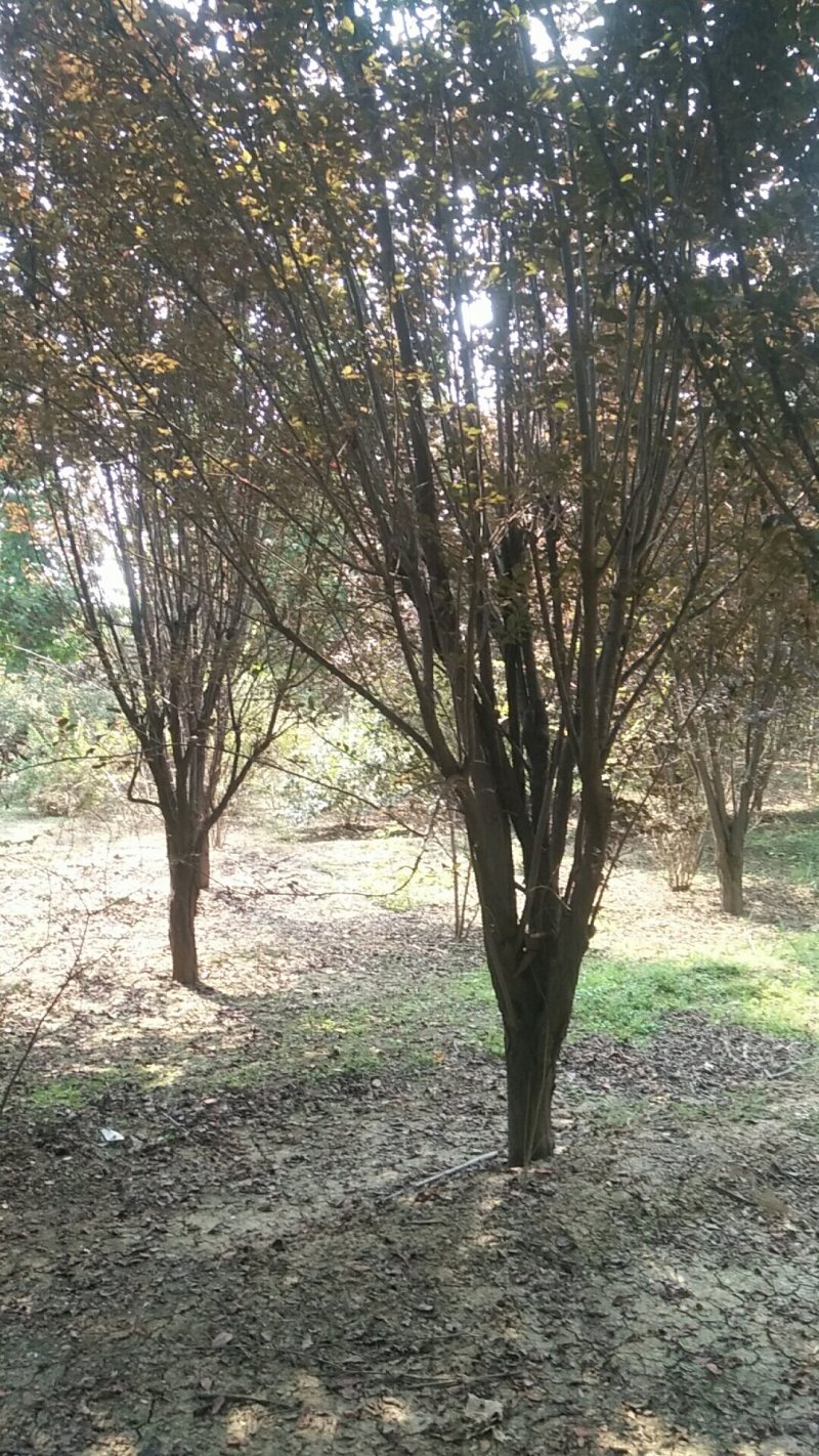 紫叶李，红叶李5—15公分量大