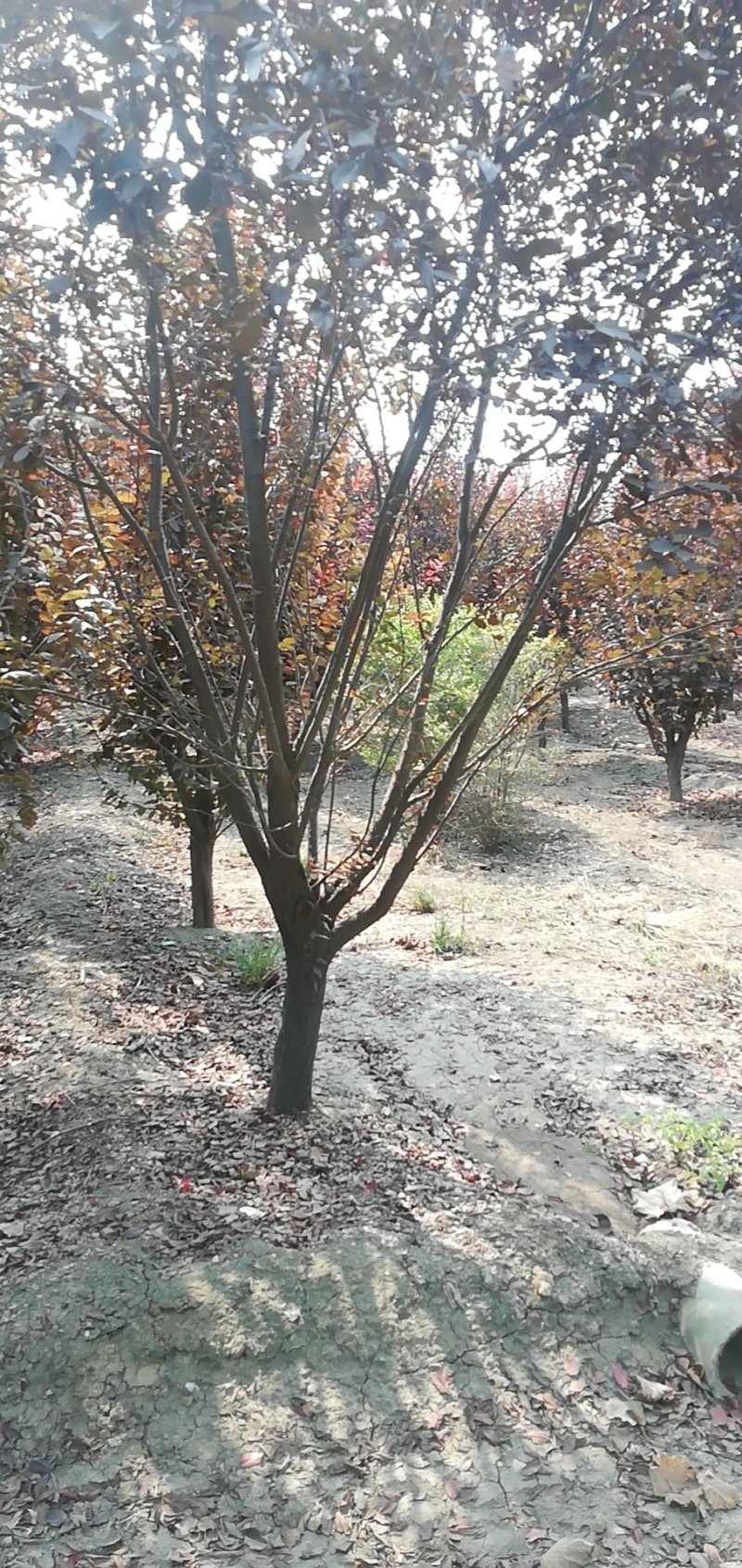 紫叶李，红叶李5—15公分量大