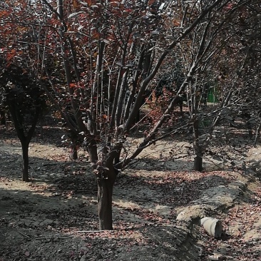 紫叶李，红叶李5—15公分量大