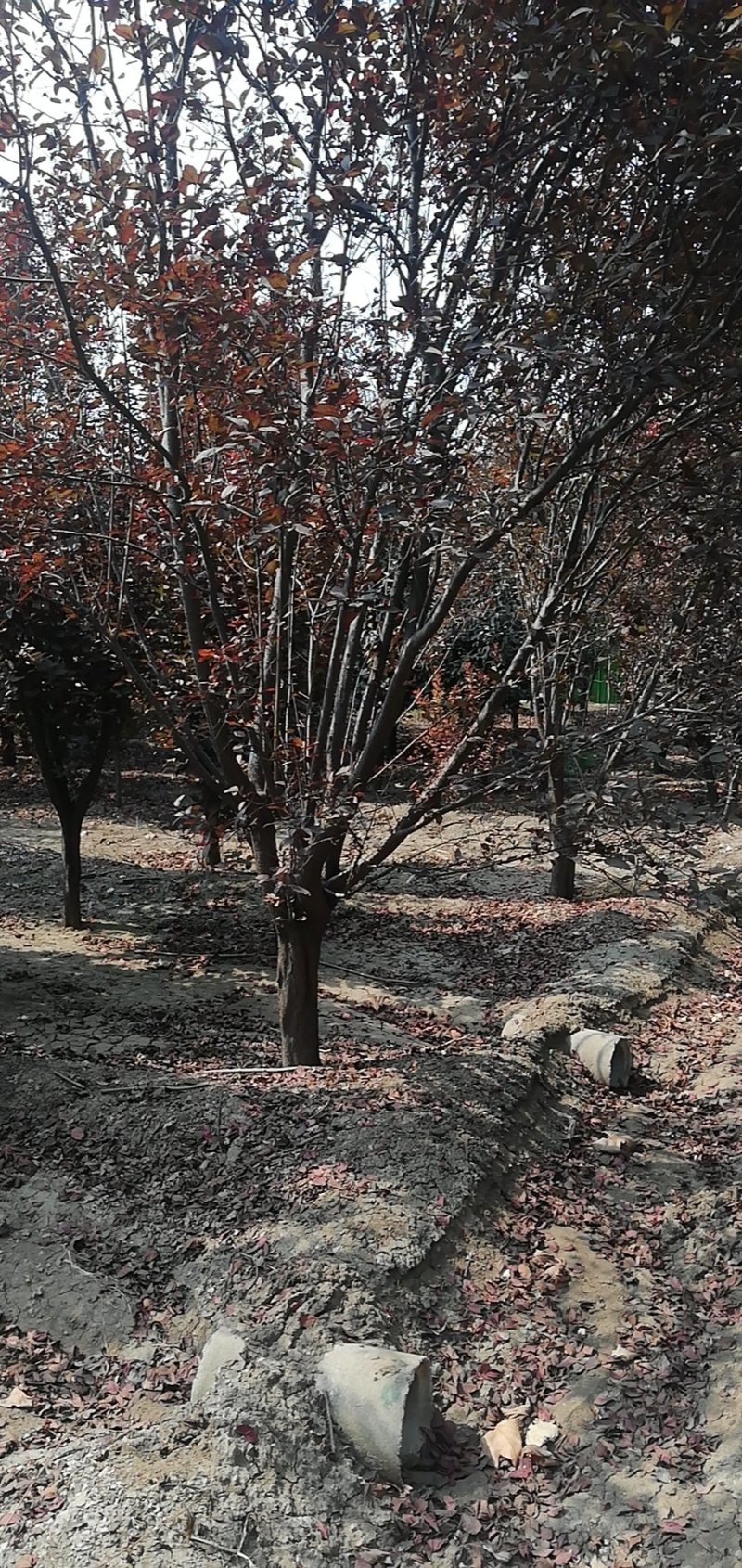 紫叶李，红叶李5—15公分量大