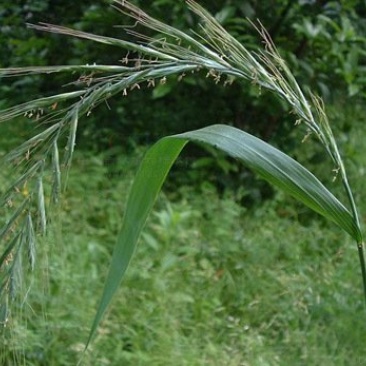 披碱草种子碱茅草抗风沙耐旱耐盐碱耐寒多年生四季牧草