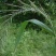 披碱草种子碱茅草抗风沙耐旱耐盐碱耐寒多年生四季牧草