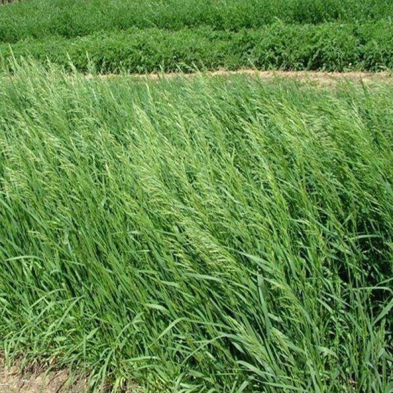 披碱草种子碱茅草抗风沙耐旱耐盐碱耐寒多年生四季牧草