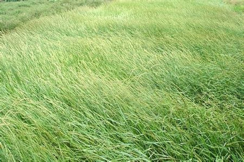 披碱草种子碱茅草抗风沙耐旱耐盐碱耐寒多年生四季牧草