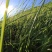 披碱草种子碱茅草抗风沙耐旱耐盐碱耐寒多年生四季牧草