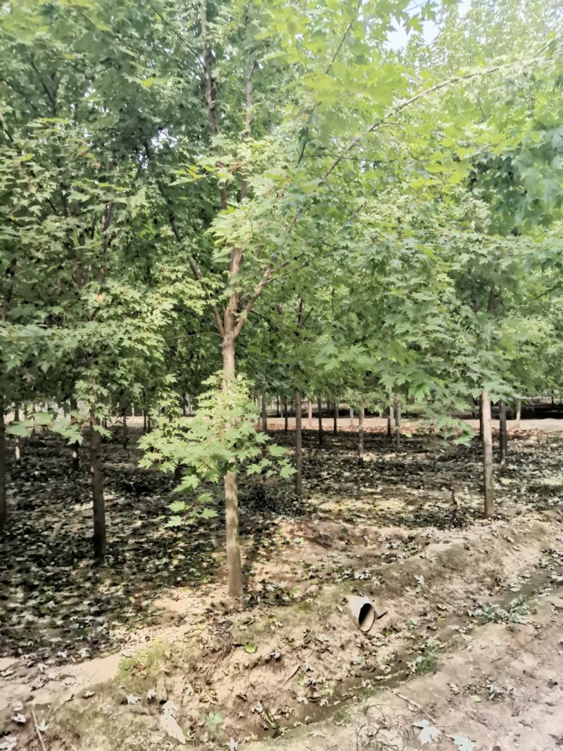 精品美国红枫，抗寒耐冻效果漂亮