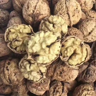 云南纸皮核桃