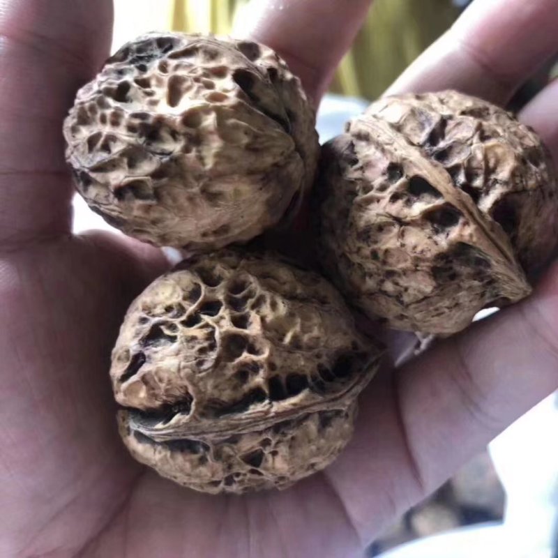 云南纸皮核桃
