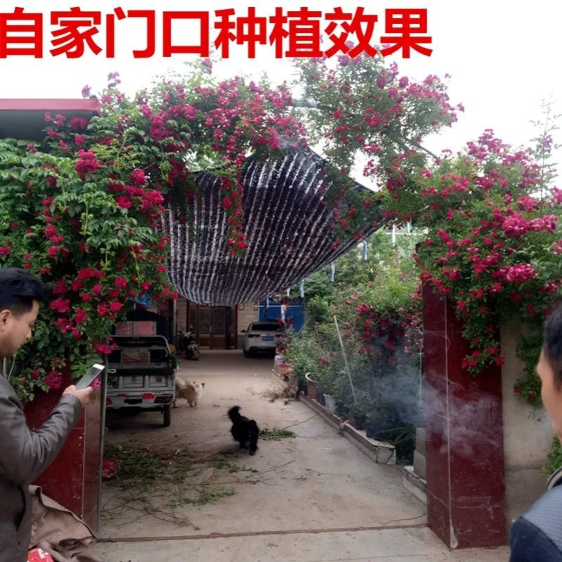 木香花专卖，可以来基地看货，白木香，红木，黄木香