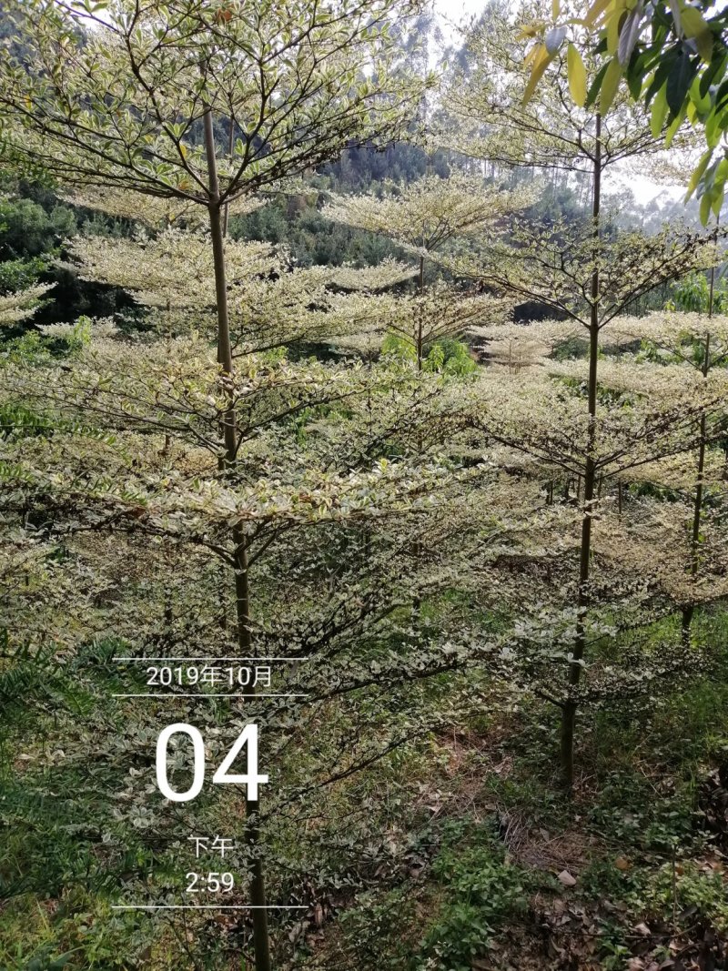 小叶榄步步高伞状树型！