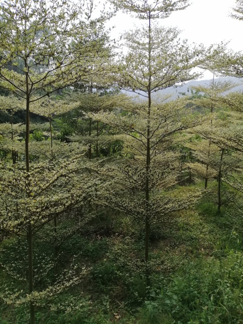 小叶榄步步高伞状树型！