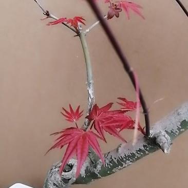 红枫盆景，日本红舞姬文人系列。高端大气