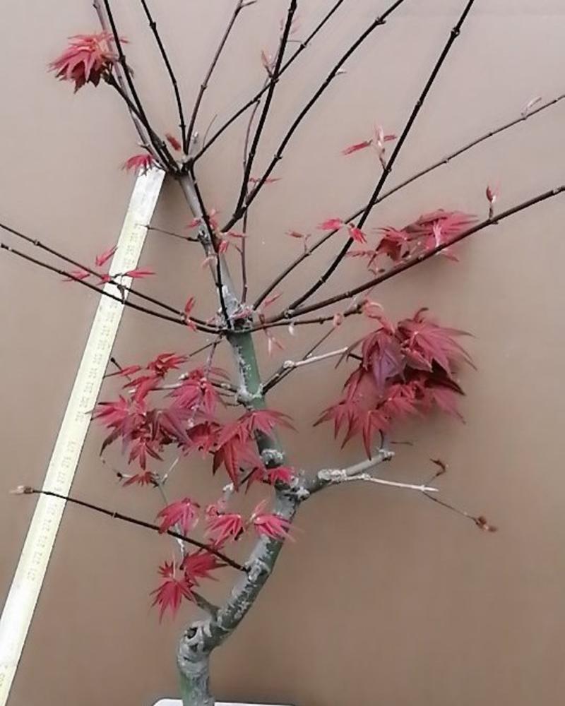 红枫盆景，日本红舞姬文人系列。高端大气