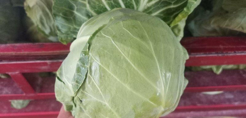 中甘21甘蓝大量供应中有需要的联系我，本人发的甘蓝种