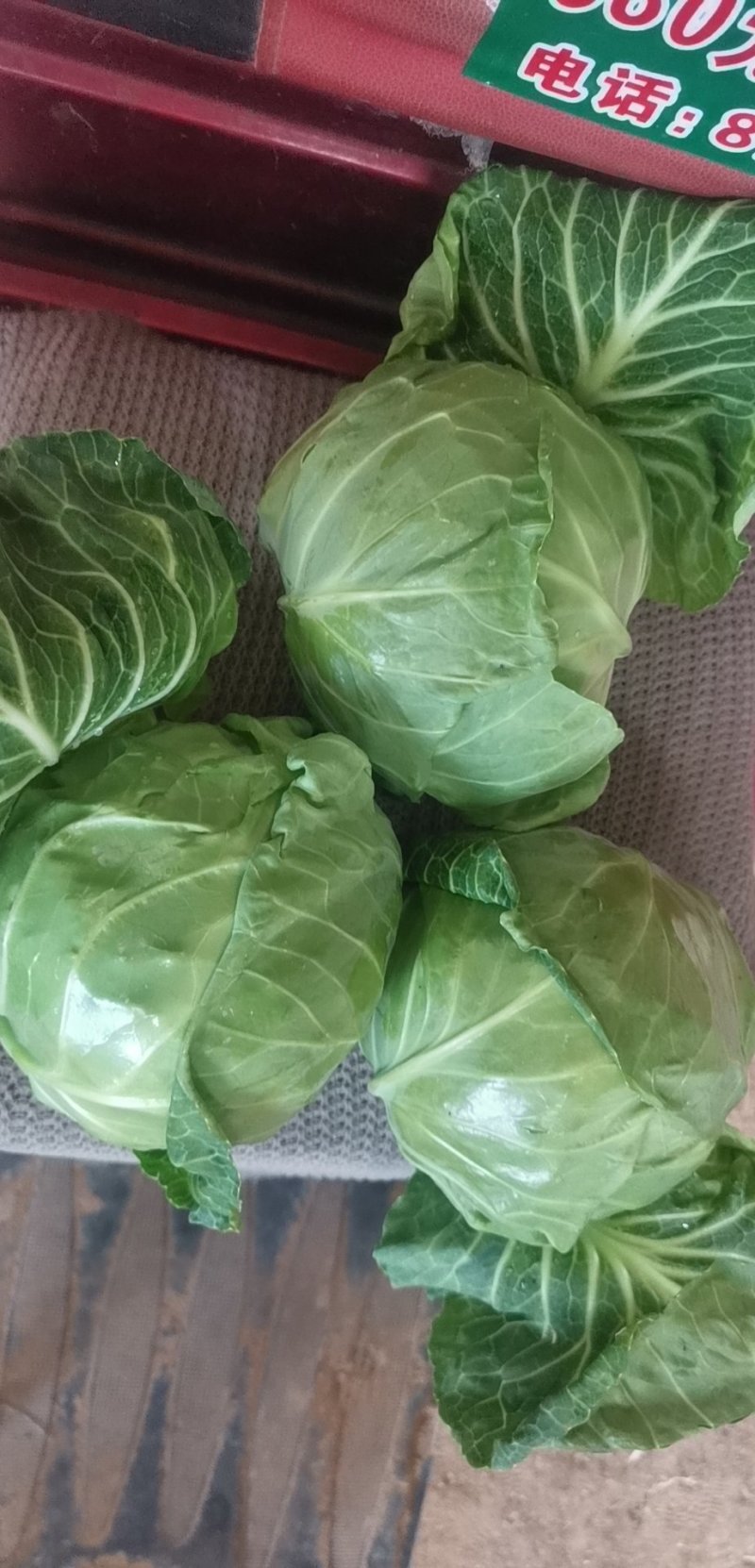 中甘21甘蓝大量供应中有需要的联系我，本人发的甘蓝种