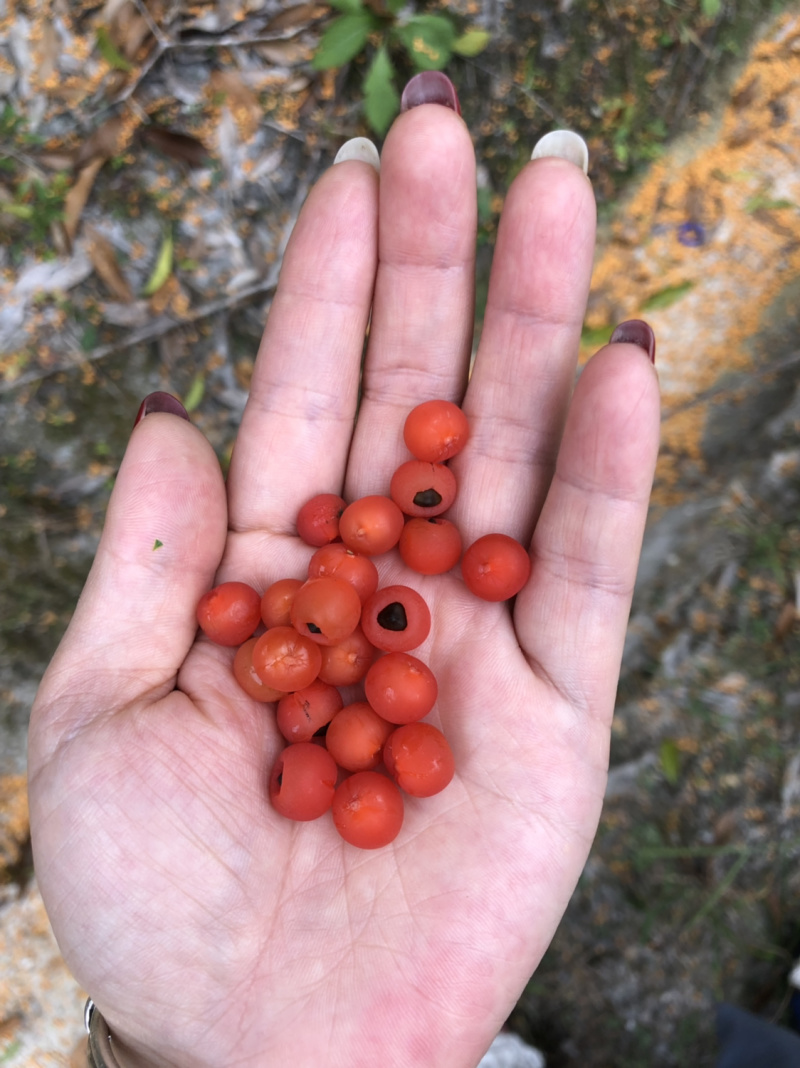 红豆衫国家一级保护植物