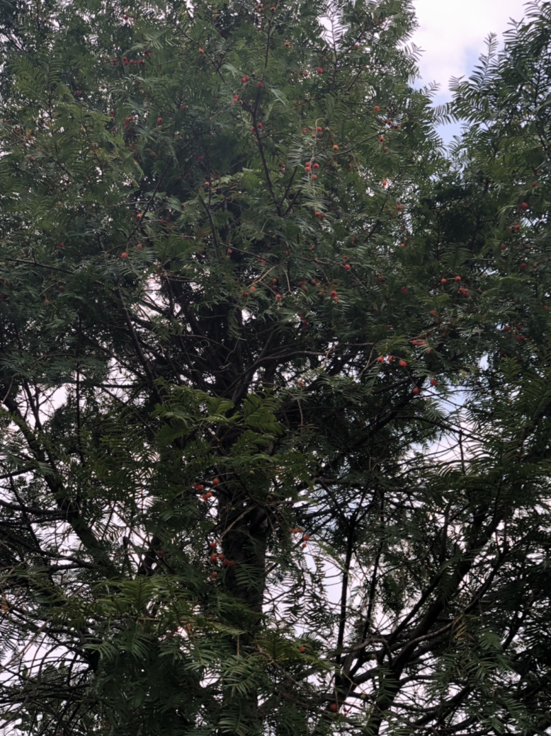 红豆衫国家一级保护植物