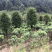 红豆衫国家一级保护植物