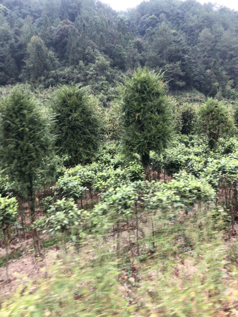 红豆衫国家一级保护植物