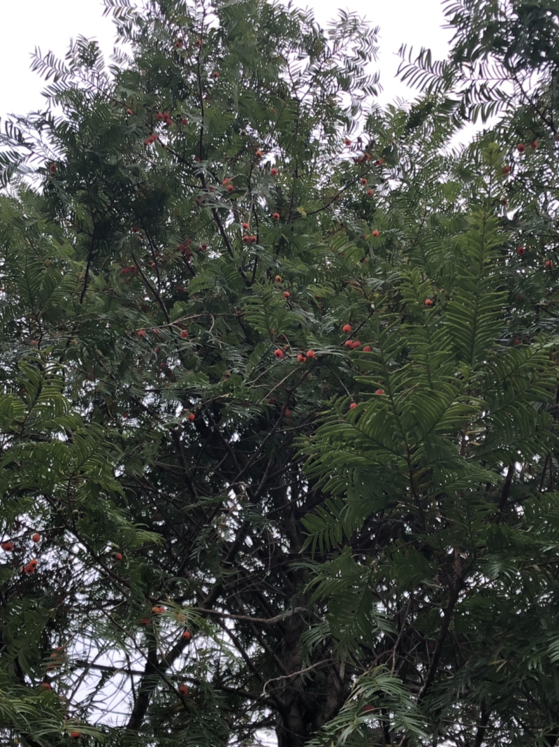 红豆衫国家一级保护植物