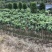 红豆衫国家一级保护植物