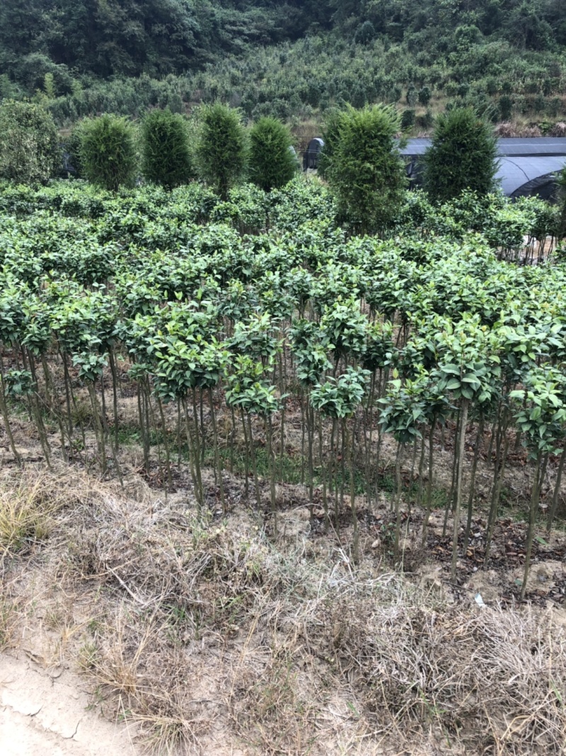 红豆衫国家一级保护植物