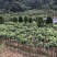 红豆衫国家一级保护植物