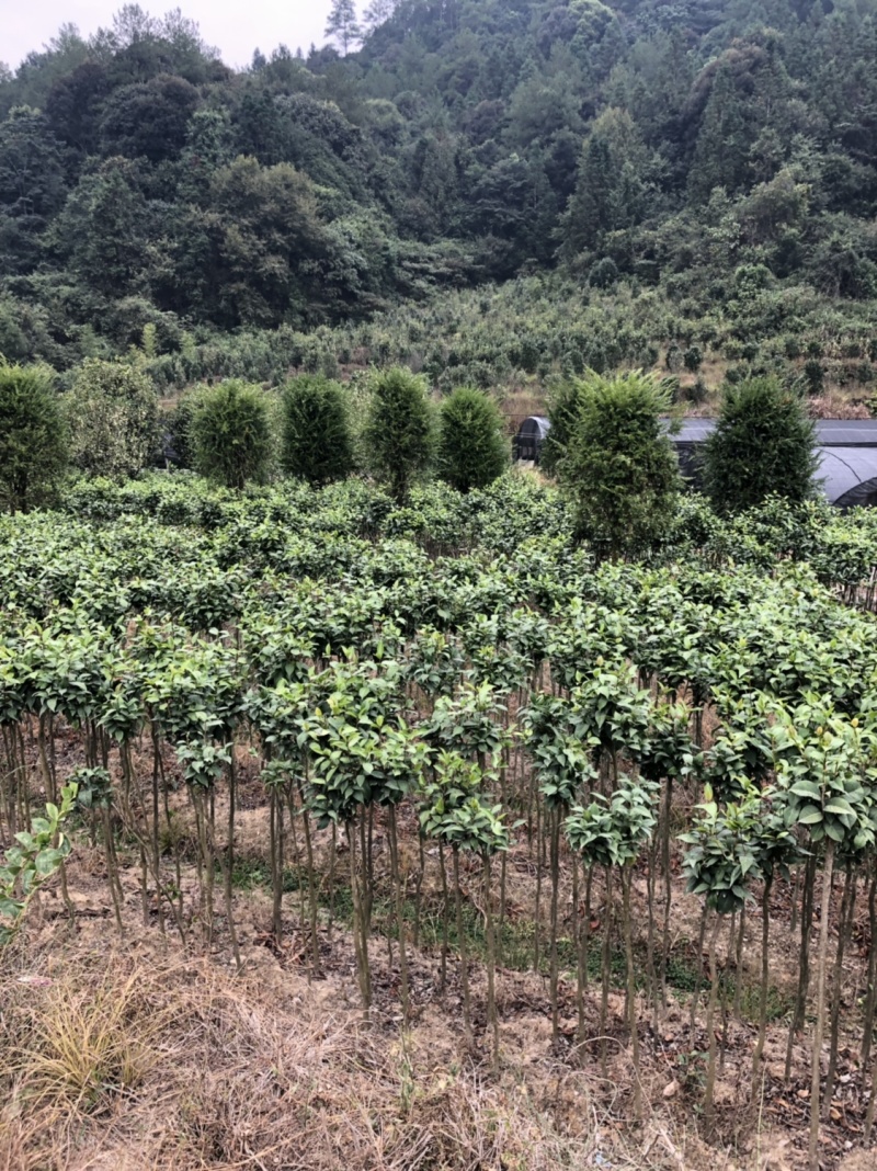 红豆衫国家一级保护植物