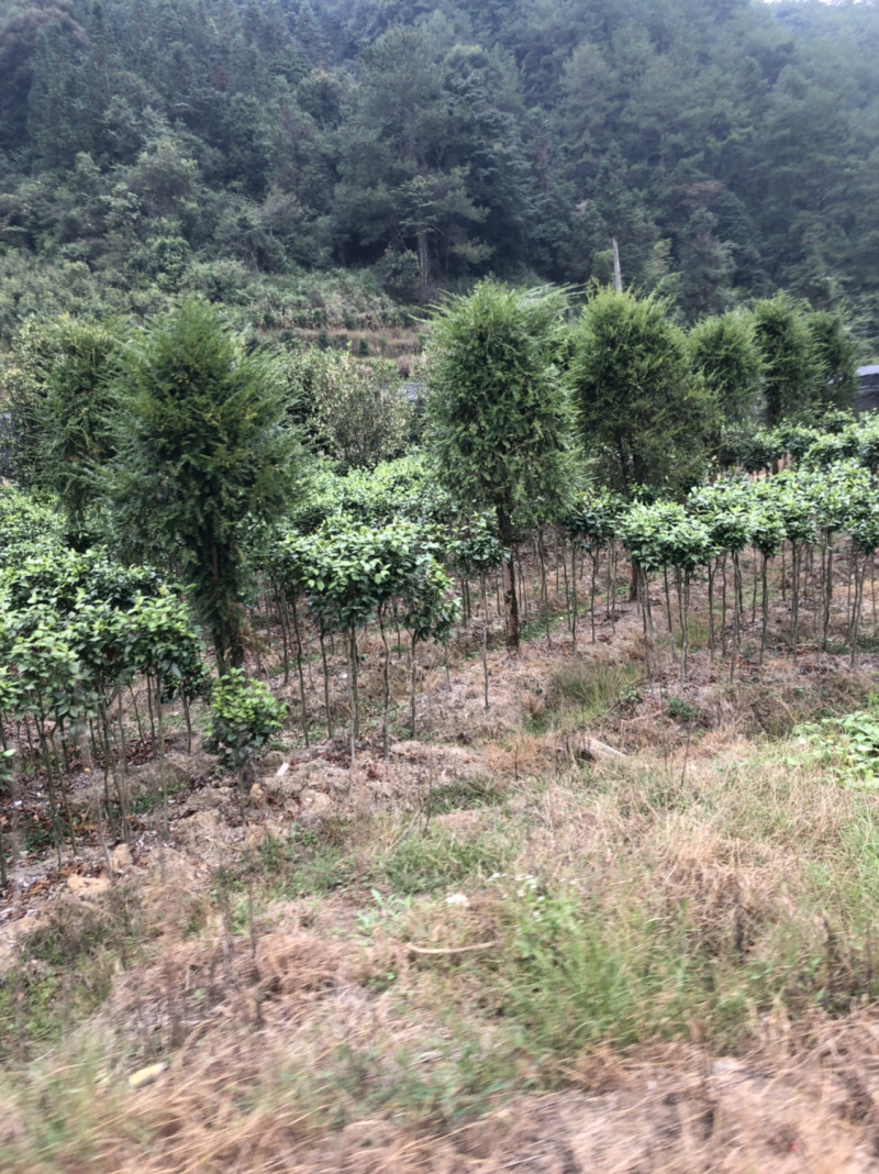 红豆衫国家一级保护植物