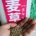 耐寒牧草种子多年生黑麦草种子四季常青鸡鸭鹅猪牛羊鱼草包邮