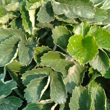 章姬草莓苗优质好苗现货供应根系发达成活率高