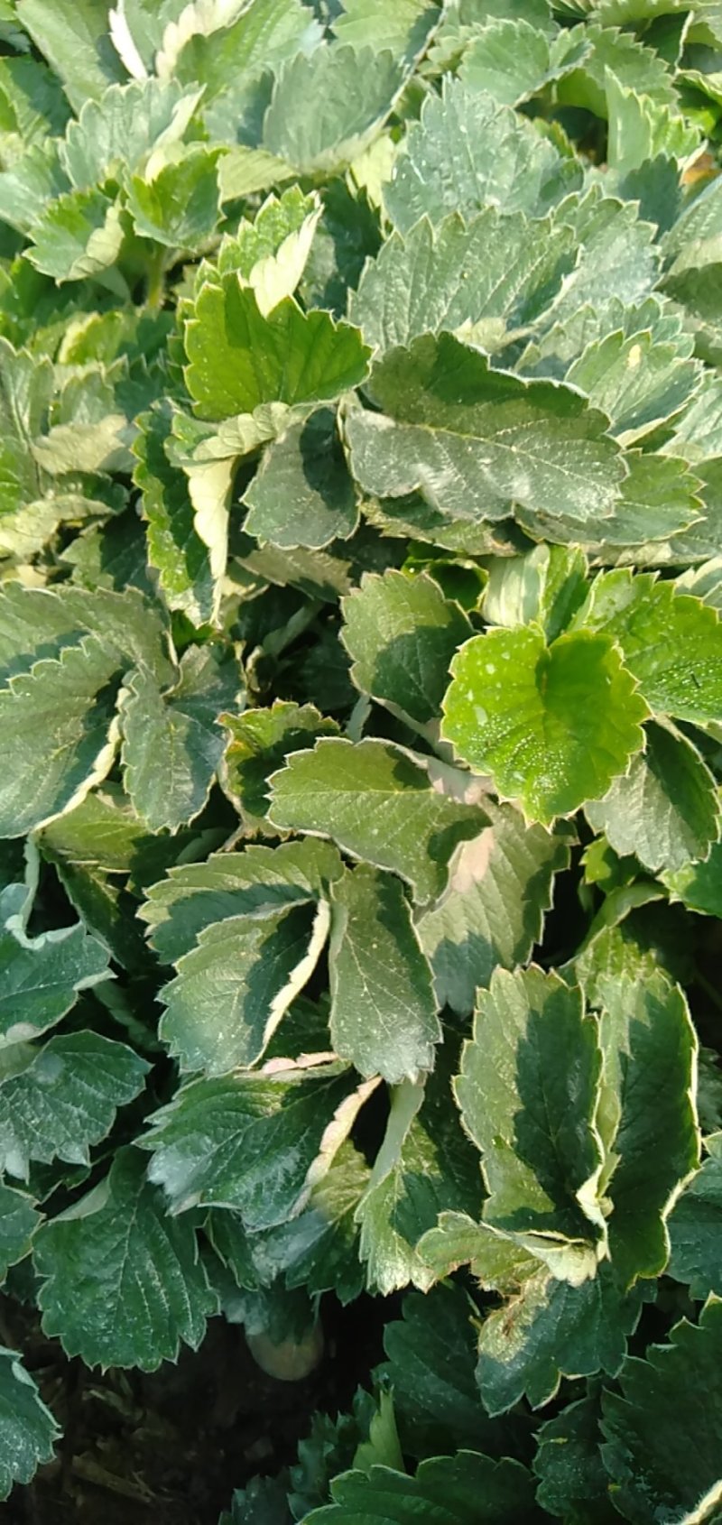 章姬草莓苗优质好苗现货供应根系发达成活率高
