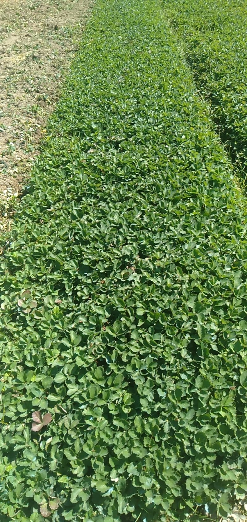 章姬草莓苗优质好苗现货供应根系发达成活率高