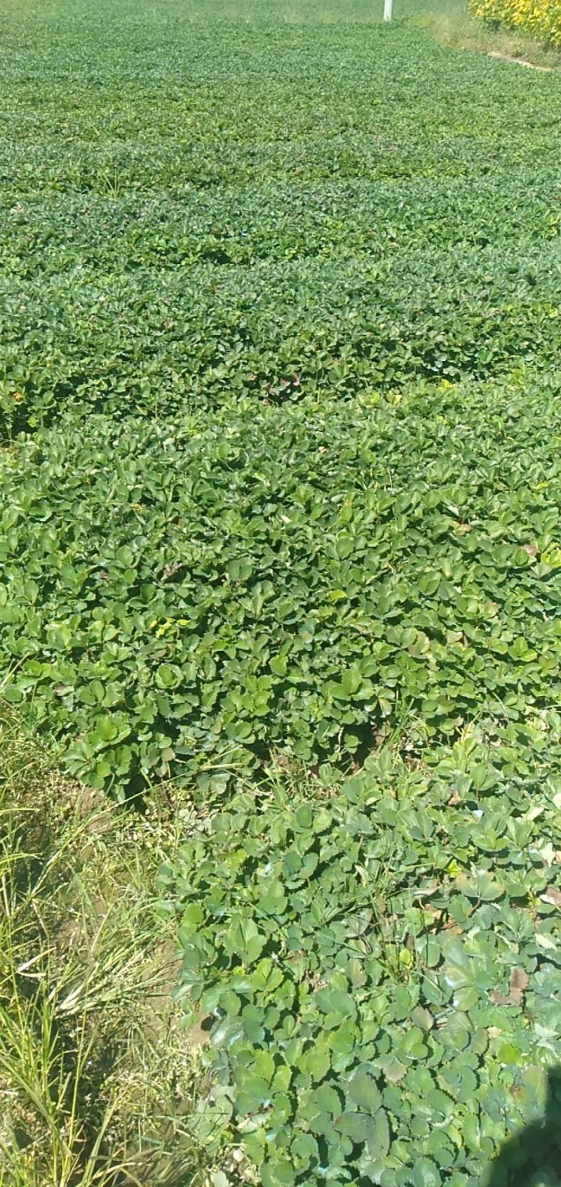 章姬草莓苗优质好苗现货供应根系发达成活率高