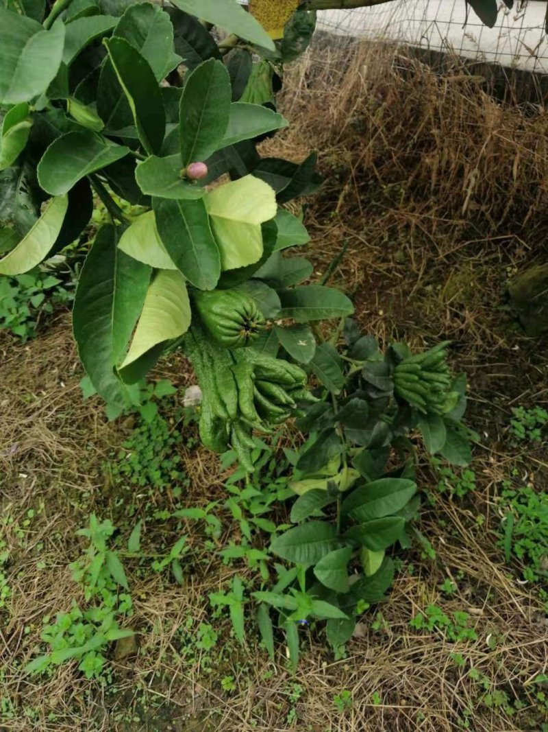 川佛手柑苗