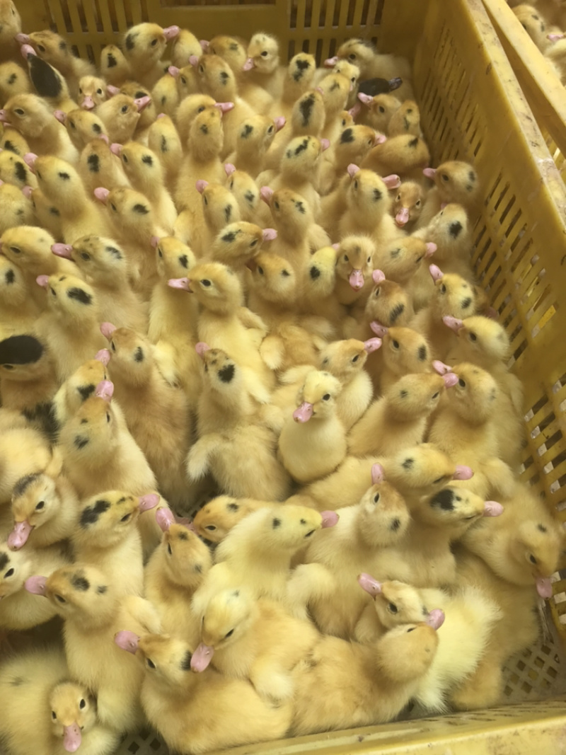 一点黑鸭苗