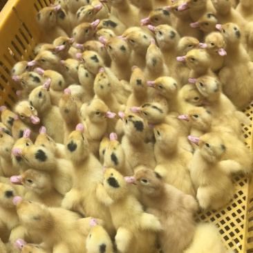 一点黑鸭苗
