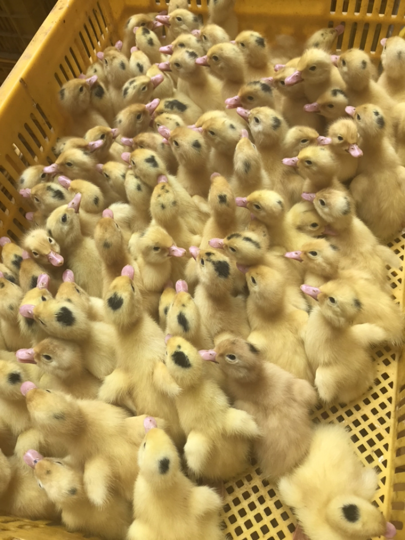 一点黑鸭苗