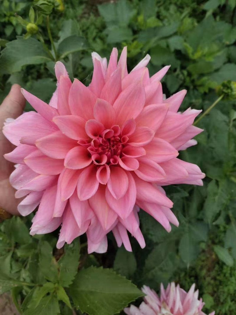 临洮大丽花块根供应