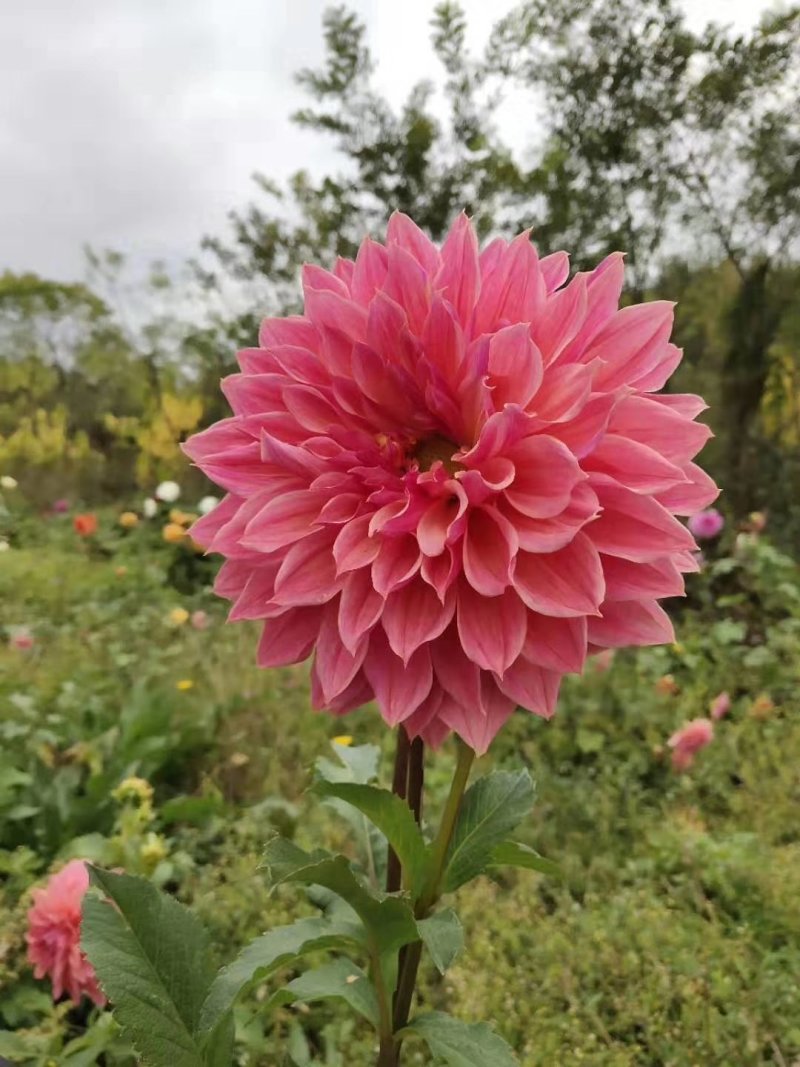 临洮大丽花块根供应