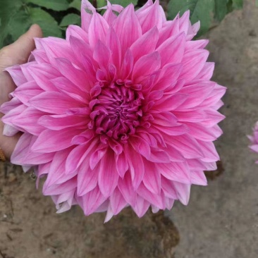 临洮大丽花块根供应