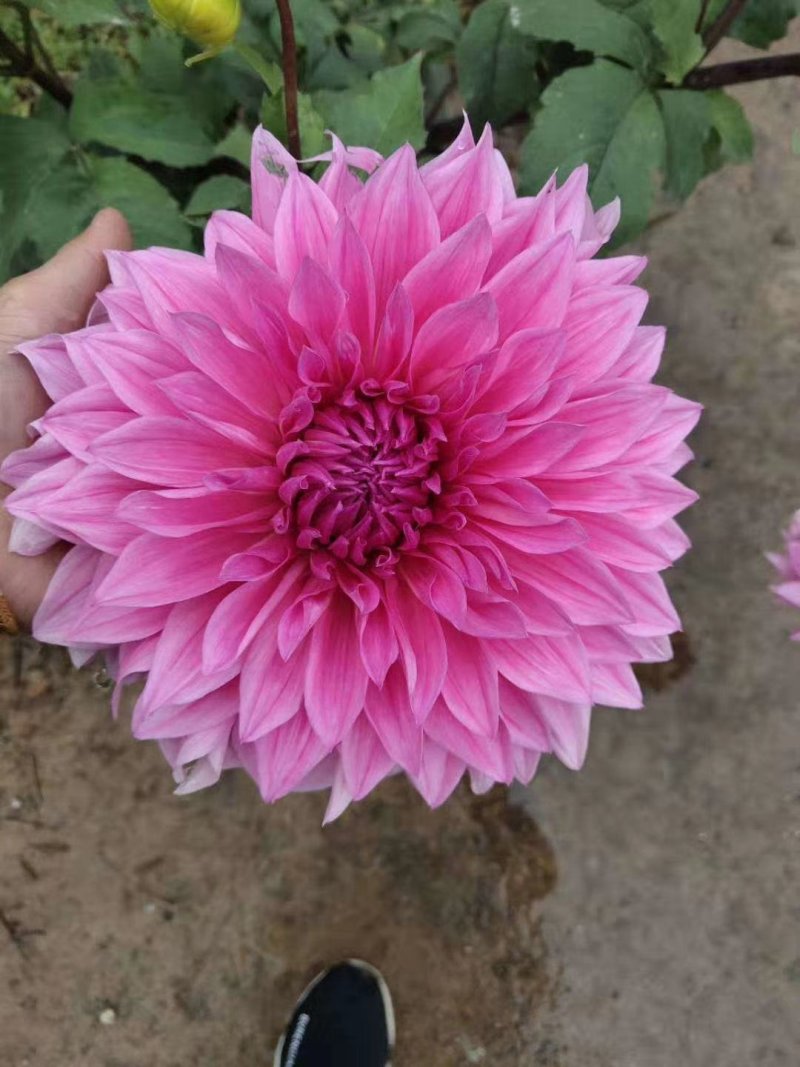 临洮大丽花块根供应