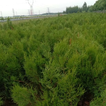 侧柏苗50公分80厘米侧柏苗1米侧柏苗视频看货