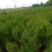 侧柏苗50公分80厘米侧柏苗1米侧柏苗视频看货