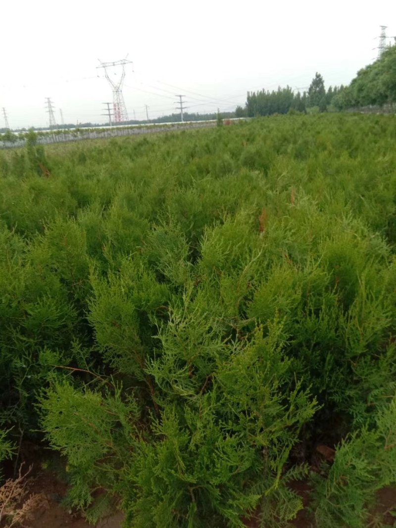侧柏苗50公分80厘米侧柏苗1米侧柏苗视频看货