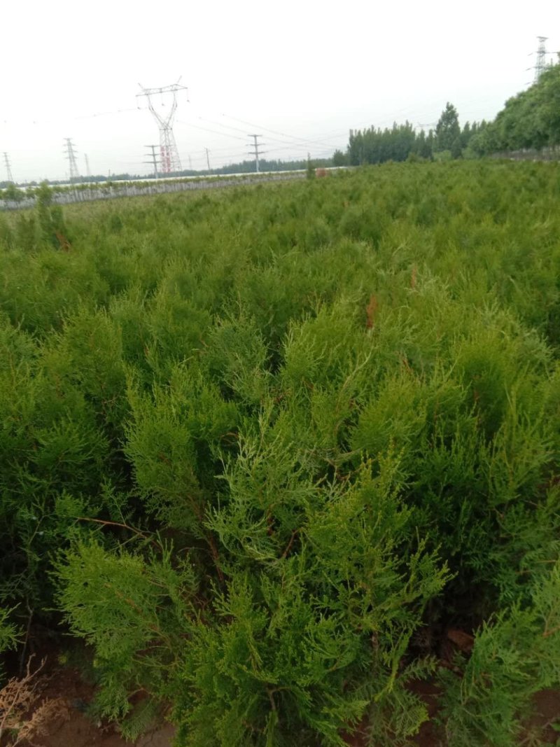侧柏苗50公分80厘米侧柏苗1米侧柏苗视频看货