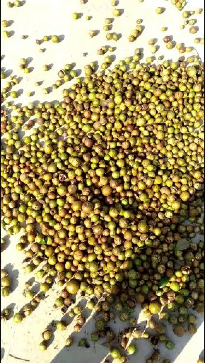 油茶果