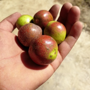 油茶果