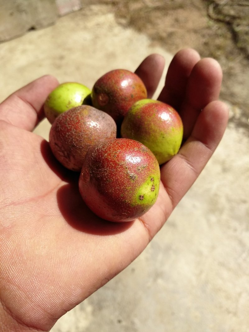 油茶果